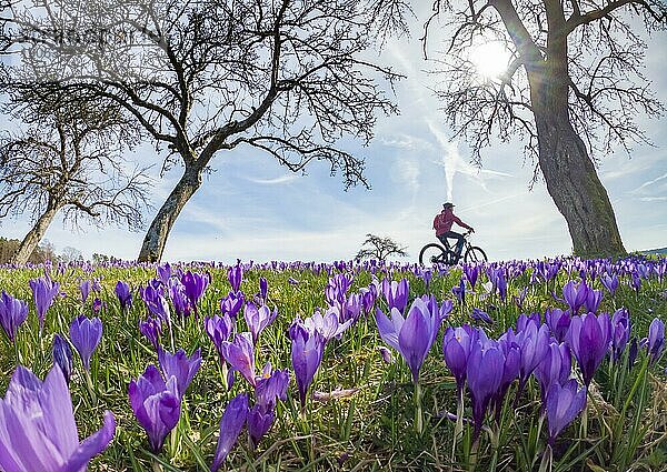 Fröhliche junge Frau  die im Frühjahr mit ihrem elektrischen Mountainbike auf einer Wiese mit bunt blühenden Krokussen unterwegs ist