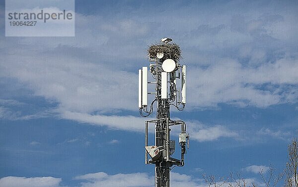 Weißstörche (Ciconia ciconia)  nisten auf einem Mobilfunkmast und ignorieren die Gefahr der Strahlung