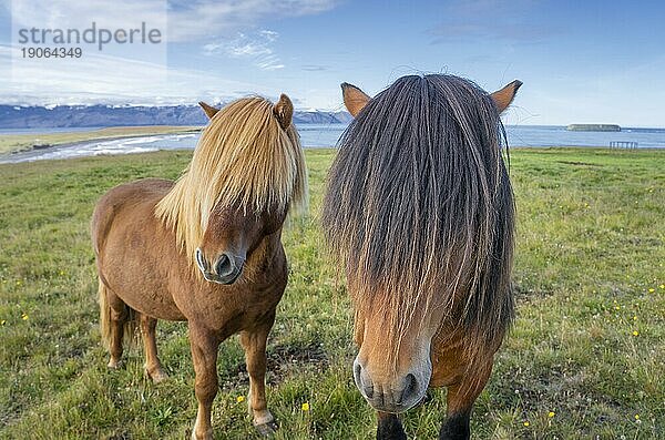 Lustige Islandponys mit stylischem Haarschnitt grasen auf einer Weide im Norden Islands