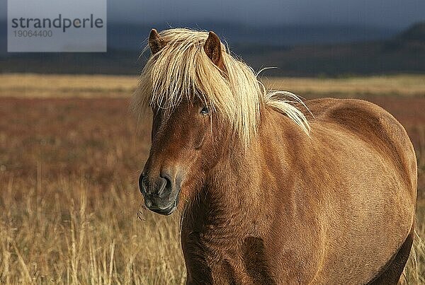 Lustige Islandponys mit stylischem Haarschnitt grasen auf einer Weide im Norden Islands