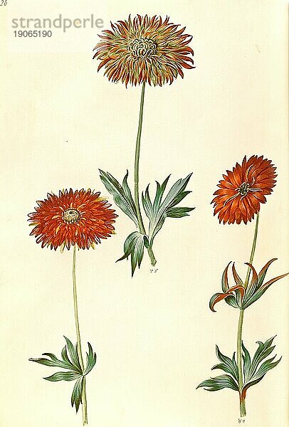 Hybriden des Windröschen  Anemone × fulgens  shiny anemone  Historisch  digital restaurierte Reproduktion von einer Vorlage aus dem 19. Jahrhundert
