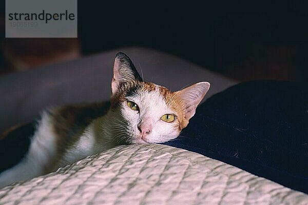 Calico Haustier Katze liegt in einem warmen und gemütlichen Schlafzimmer