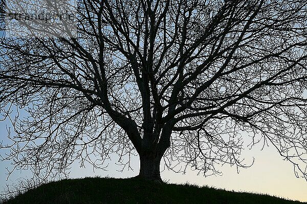 Kahler  Baum  Gegenlicht  Frühling  Feldberg  Müllheim  Eggener Tal  Markgräflerland  Baden-Württemberg  Deutschland  Europa