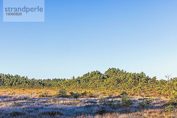 Moorlandschaft mit Morgenfrost im Gras  Schweden  Europa