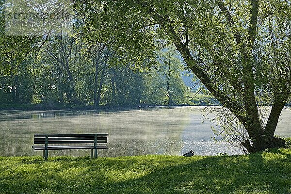 Flusslandschaft  Bank  Stockente  Ufer  Baum  Gegenlicht  Frühling  Laudenbach  Landkreis Miltenberg  Untermain  Main  Spessart  Odenwald  Bayern  Deutschland  Europa