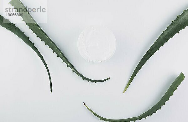 Draufsicht Aloe Vera mit Beauty Tools Kosmetik