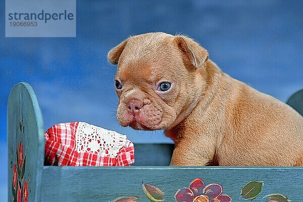 Choco Red Französisch Bulldogge Hundewelpe im Bett vor blauem Hintergrund