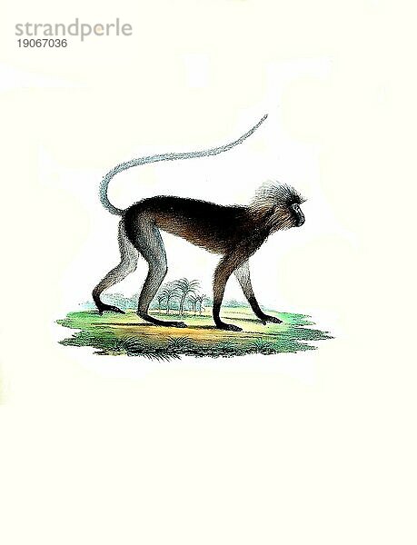 Säugetiere (Semnopithecus) obscurus  Südliche Brillenlangur  Trachypithecus obscurus  Primatenart aus der Gruppe der Schlankaffen  Historisch  digital restaurierte Reproduktion einer Vorlage von 1860