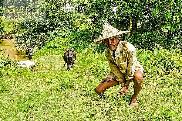 Srimongal  Bangladesch  ca. Juli 2012: Einheimischer Mann mit großem Strohhut kniet im Gras mit zwei Kühen im Hintergrund in der schönen grünen Landschaft von Srimongal  Bangladesch. Dokumentarischer Leitartikel  Asien