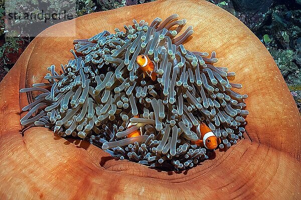 Drei Fische Exemplare von Falscher Clownfisch (Amphiprion ocellaris) verstecken sich in schwimmen zwischen Tentakel von Prachtanemone (Heteractis magnifica) zieht Tentakel ein  Pazifik  Philippinensee  Visayas  Philippinen  Asien