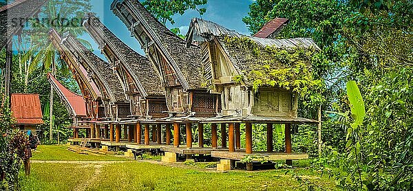 Große  auf vier Säulen stehende Ahnenhäuser mit großen  bootsförmigen Dächern in Sangalla  Region Toraja in Südsulawesi  Indonesien  Asien