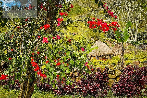 Foto von bunten Blumen und Grün in einem Dorf mit traditionellen Strohhäusern im Dani Kreis in der Nähe von Wamena  Papua  Indonesien  Asien