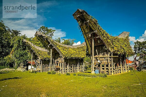 Foto von drei tongkonans  traditionellen Ahnenhäusern mit bootsförmigem Dach in Lemo  Region Toraja in Sulawesi  Indonesien  Asien