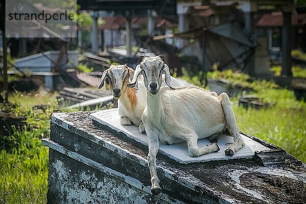 Foto von zwei weißen Ziegen  die auf einem Grabstein auf einem traditionellen Friedhof in Surabaya in der Provinz Java  Indonesien  sitzen  Asien