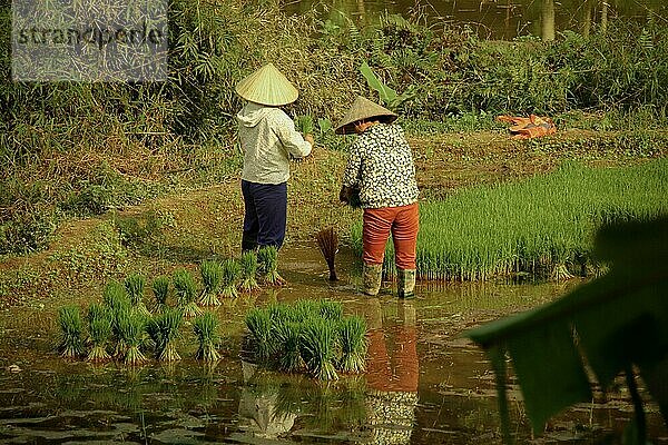 Zwei vietnamesische Bauern pflanzen Reissetzlinge im Reisfeld  Ha giang Vietnam