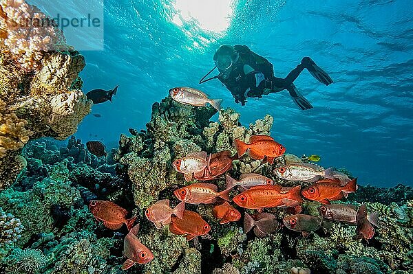 Gegenlichtaufnahme unterwasser von Taucherin blickt auf betrachtet kleiner Schwarm kleine Gruppe von Indopazifischer Großaugenbarsch (Priacanthus hamrur) Glasaugen  Rotes Meer  Safaga  Hurghada  Ägypten  Afrika