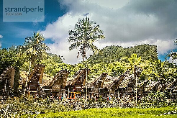 Traditionelle hölzerne tongkonans  Ahnenhäuser mit typischen bootsförmigen Dächern und Satteldächern  umgeben von Grün in Lemo  Region Toraja in Sulawesi  Indonesien  Asien