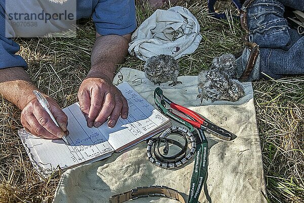 Vogelrufer macht sich Notizen nach dem Beringen von Steinkauz (Athene noctua) Eulenjungen