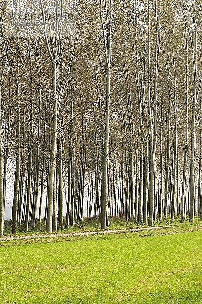 Pappelhain bei Morimondo  Lombardei  Poebene  Italien  Europa