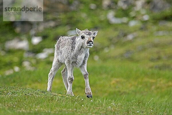 Rentier (Rangifer tarandus) auf der Tundra im Sommer  Svalbard  Spitzbergen  Norwegen  Europa