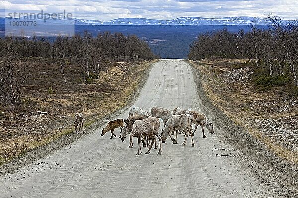 Herde domestizierter Rentier (Rangifer tarandus) auf der Straße im Sommer  Jämtland  Schweden  Europa