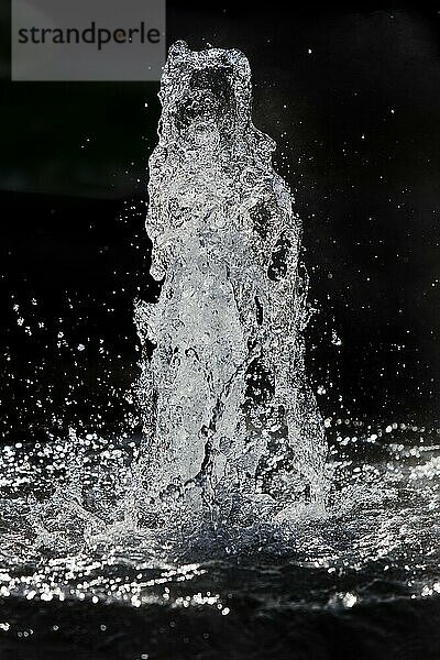 Kochbrunnenspringer im Gegenlicht  springende heiße Natrium-Chlorid-Thermalquelle  Kochbrunnenplatz  Wiesbaden  Hessen  Deutschland  Europa