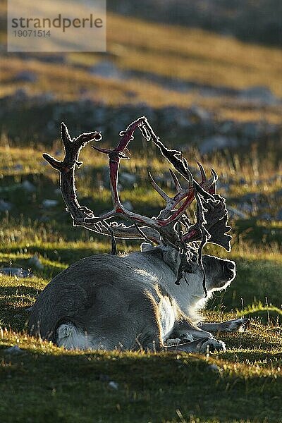 Männliches Spitzbergen Ren (Rangifer tarandus platyrhynchus) beim Abstreifen des Geweihs in der Tundra  Spitzbergen  Norwegen  Europa