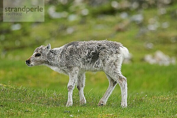 Rentier (Rangifer tarandus) auf der Tundra im Sommer  Svalbard  Spitzbergen  Norwegen  Europa