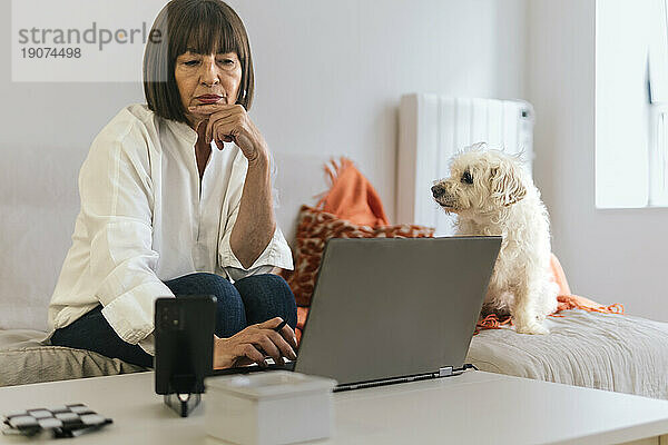 Hund blickt nachdenklich auf einen leitenden Freiberufler  der am Laptop arbeitet