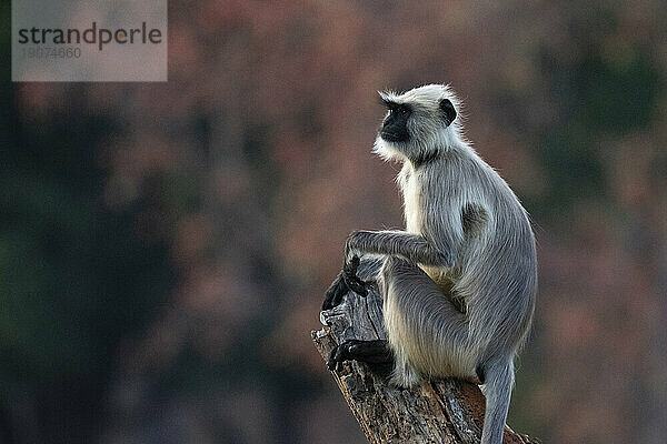 Gemeiner Langur (Semnopithecus entellus)  Bandhavgarh-Nationalpark  Madhya Pradesh  Indien  Asien