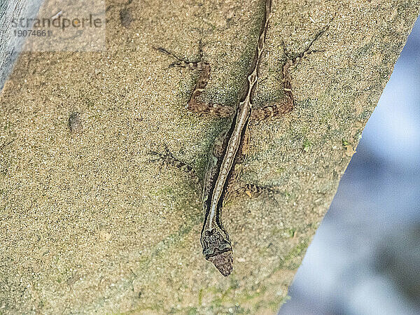 Eine ausgewachsene Osa Anole (Anolis osa) tagsüber  Osa-Halbinsel  Costa Rica  Mittelamerika