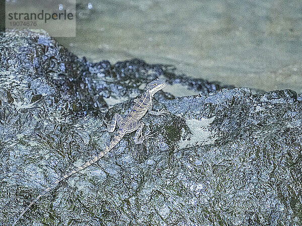 Eine erwachsene weibliche Basilisk (Basiliscus basiliscus) auf einem Felsen neben einem Bach in Caletas  Costa Rica  Mittelamerika