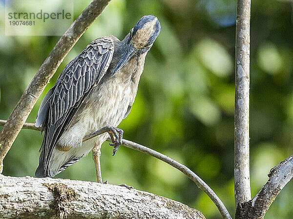 Ein erwachsener Gelbkronen-Nachtreiher (Nyctanassa violacea) entlang der Küste von Playa Blanca  Costa Rica  Mittelamerika