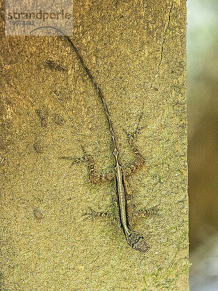 Eine ausgewachsene Osa Anole (Anolis osa) tagsüber  Osa-Halbinsel  Costa Rica  Mittelamerika