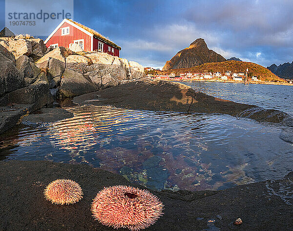 Bunte Seeanemonen auf Felsen  die im Morgengrauen eine einsame Fischerhütte umrahmen  Reine  Lofoten-Inseln  Nordland  Norwegen  Skandinavien  Europa