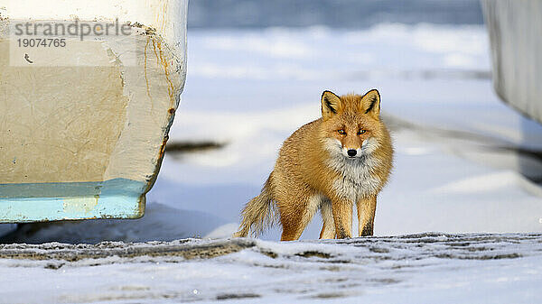 Rotfuchs  Nutsuke-Halbinsel  Hokkaido  Japan  Asien