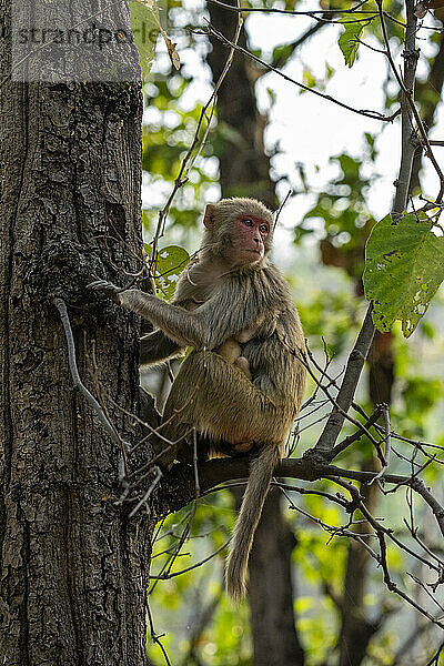 Rhesusaffen (Macaca mulatta)  Bandhavgarh-Nationalpark  Madhya Pradesh  Indien  Asien