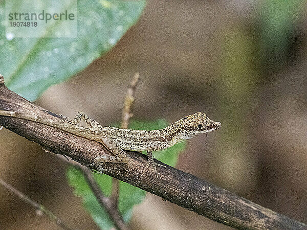 Eine ausgewachsene Grenzanole (Anolis limifrons) in einem Baum in Playa Blanca  Costa Rica  Mittelamerika