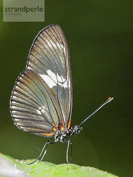 Ein erwachsener Doris-Langflügelschmetterling (Heliconius doris)  der in einem Baum in Playa Blanca  Costa Rica  Mittelamerika thront