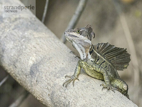 Ein erwachsener männlicher Basilisk (Basiliscus basiliscus) auf einem Baumstamm neben einem Bach in Caletas  Costa Rica  Mittelamerika