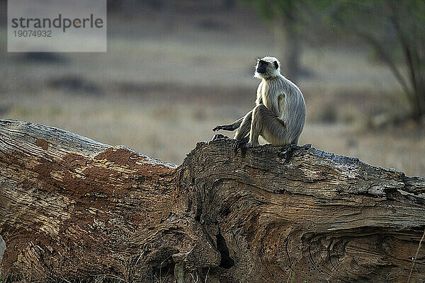 Gemeiner Langur (Semnopithecus entellus)  Bandhavgarh-Nationalpark  Madhya Pradesh  Indien  Asien