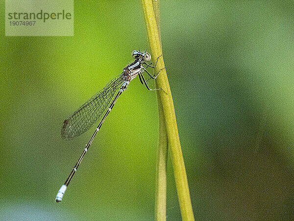 Eine ausgewachsene Purpurtänzerin (Argia pulla)  die in einem Baum in Playa Blanca  Costa Rica  Mittelamerika thront