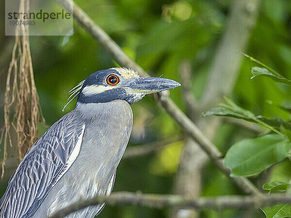 Ein erwachsener Gelbkronen-Nachtreiher (Nyctanassa violacea) entlang der Küste von Playa Blanca  Costa Rica  Mittelamerika