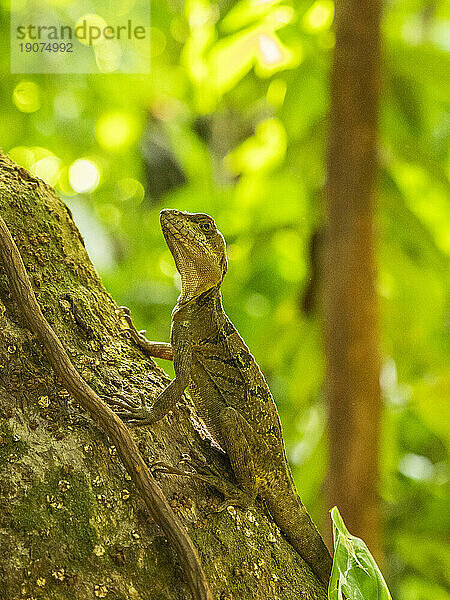 Ein junger männlicher Gemeiner Basilisk (Basiliscus basiliscus) auf einem Baum neben einem Bach in Caletas  Costa Rica  Mittelamerika