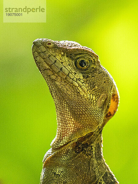 Ein junger männlicher Gemeiner Basilisk (Basiliscus basiliscus) auf einem Baum neben einem Bach in Caletas  Costa Rica  Mittelamerika