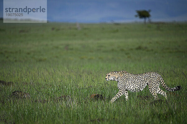 Gepard (Acinonyx Jubatus)  Mara Nord  Kenia  Ostafrika  Afrika