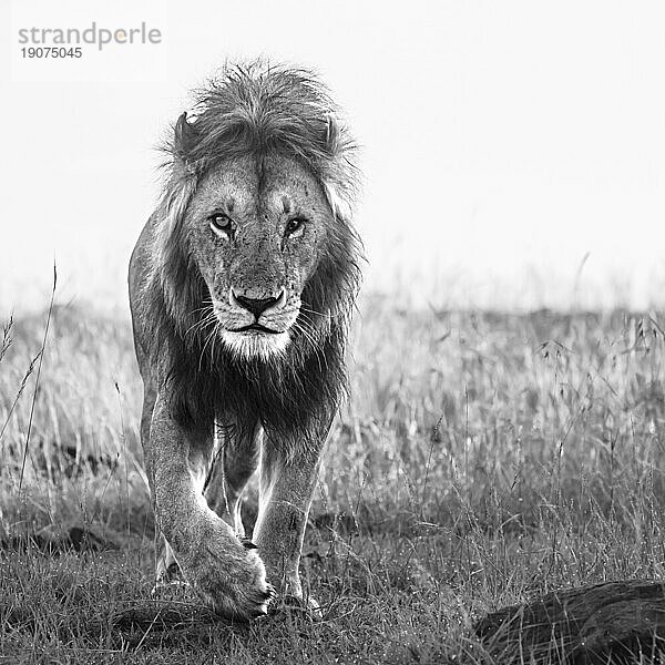 Afrikanischer Löwe (Panthera Leo)  Mara North  Masai Mara  Kenia  Ostafrika  Afrika