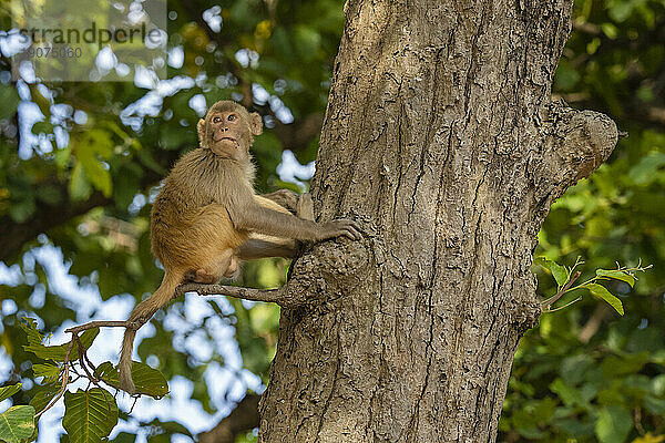 Rhesusaffen (Macaca mulatta)  Bandhavgarh-Nationalpark  Madhya Pradesh  Indien  Asien