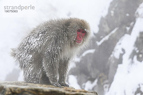 Japanischer Makaken (Macaca fuscats)  Nagano  Japan  Asien