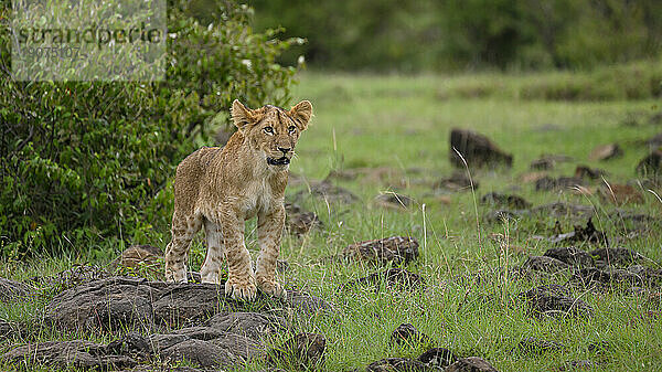 Afrikanischer Löwe (Panthera Leo)  Mara North  Masai Mara  Kenia  Ostafrika  Afrika